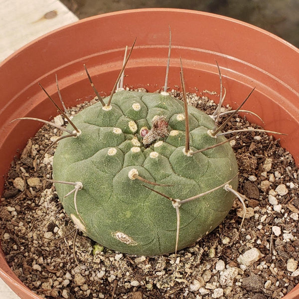 Matucana Madisoniorum Ornamental Cactus in 6