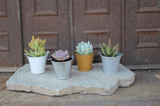 bulk succulent pots for sale Pails for Succulent Wedding Favors
