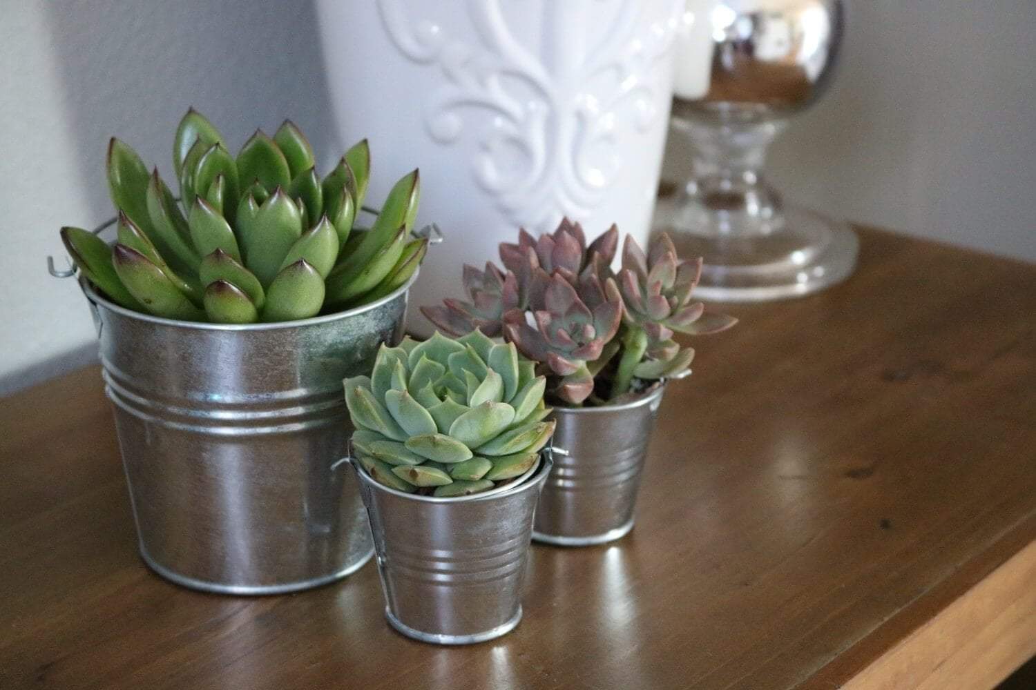 Metal Pails - Say It with Succulents bulk wholesale succulent prices at the succulent source - 10