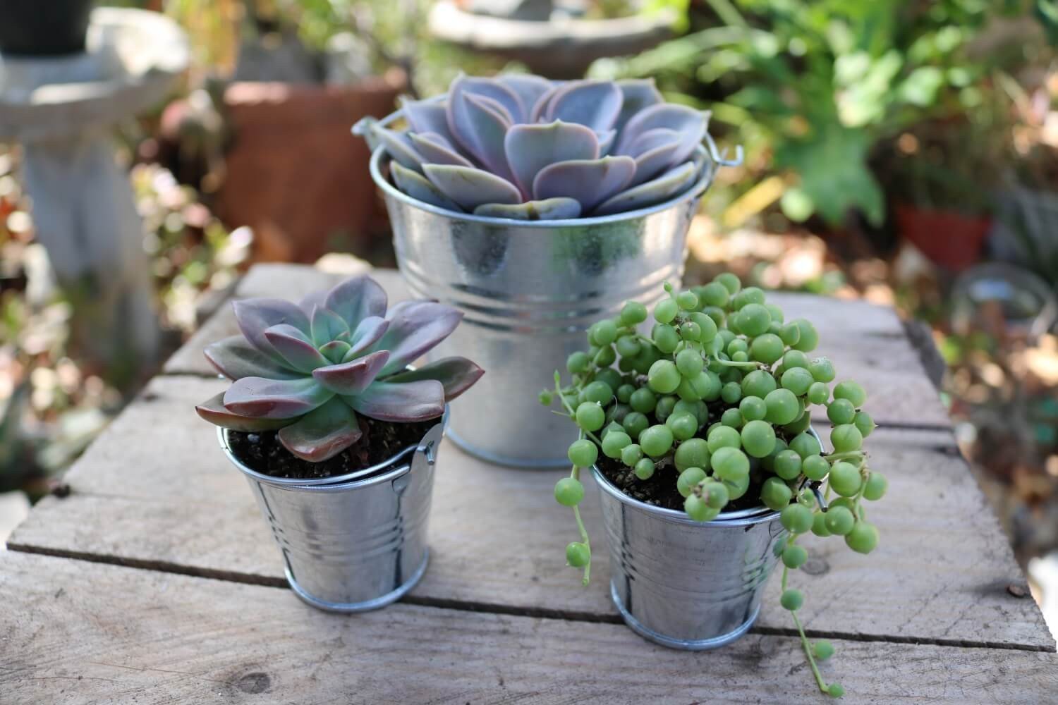 Metal Pails - Say It with Succulents bulk wholesale succulent prices at the succulent source - 2