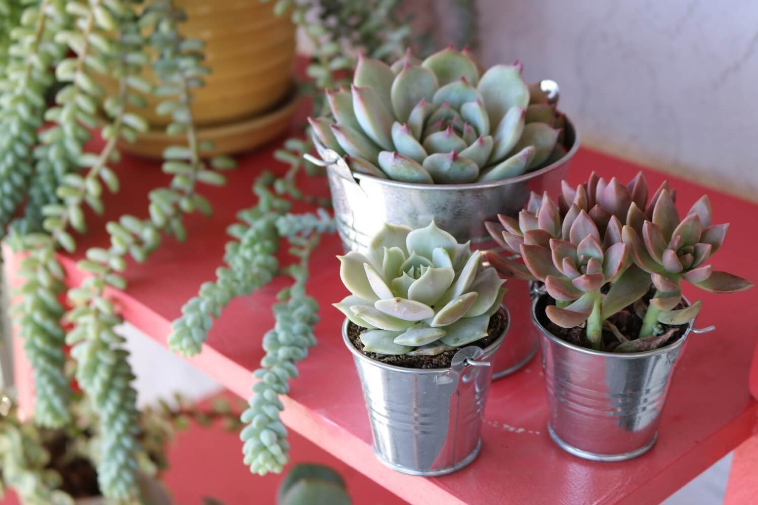 Metal Pails - Say It with Succulents bulk wholesale succulent prices at the succulent source - 3