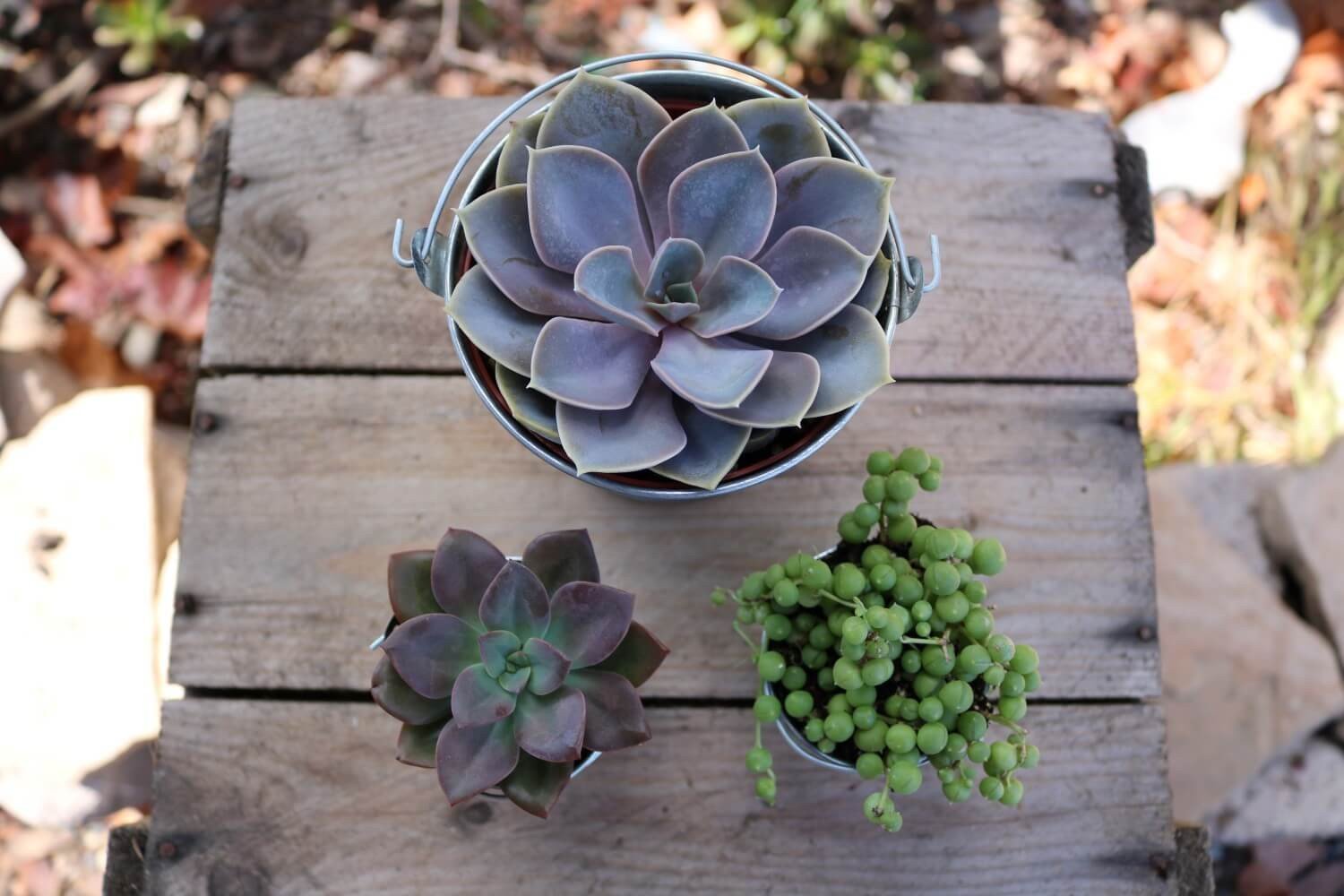 Metal Pails - Say It with Succulents bulk wholesale succulent prices at the succulent source - 5