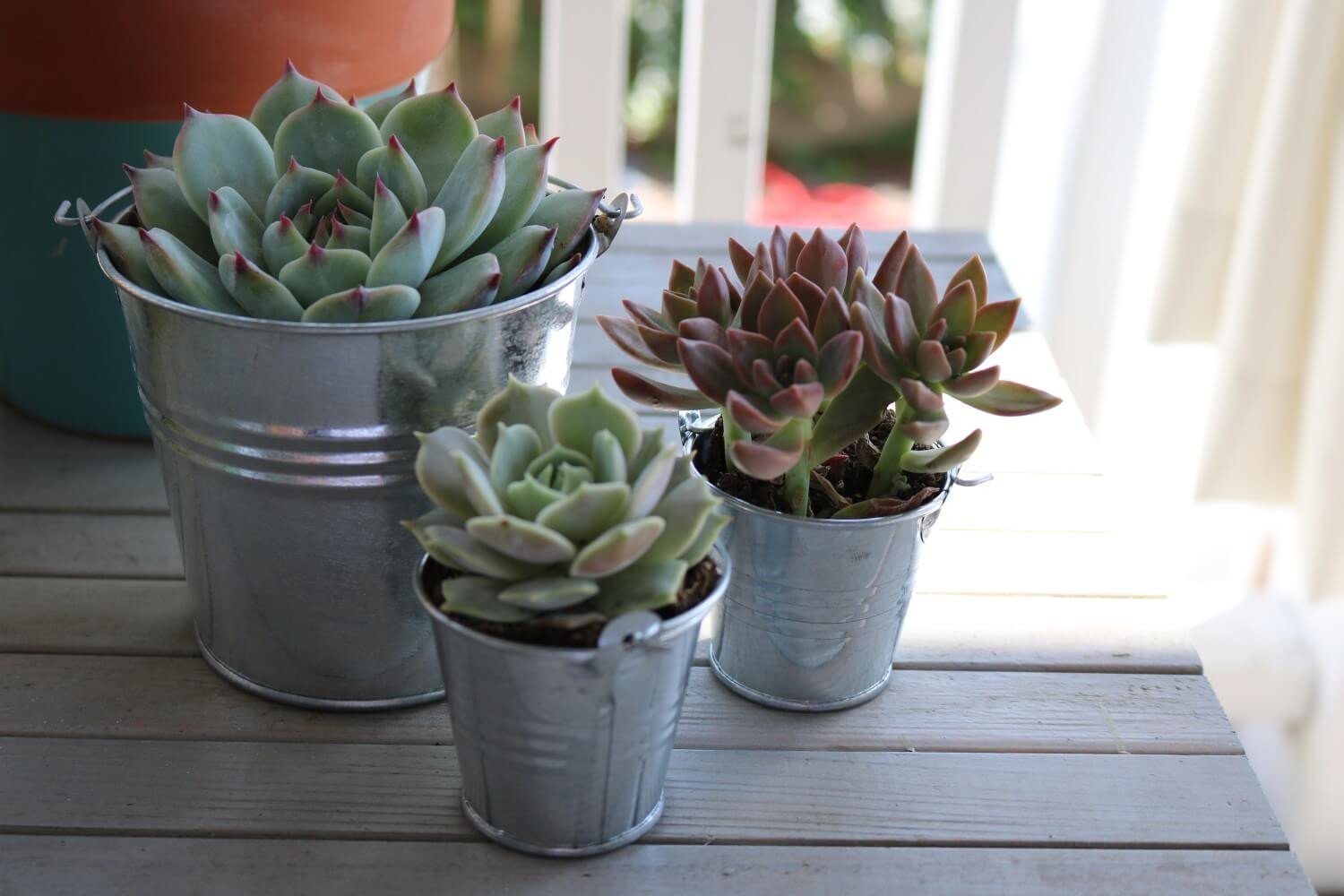 Metal Pails - Say It with Succulents bulk wholesale succulent prices at the succulent source - 7