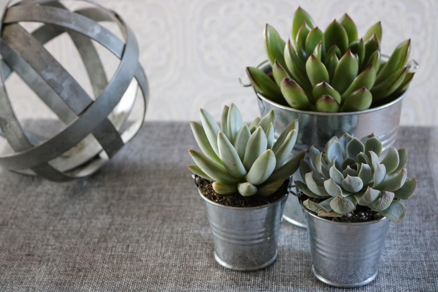 Metal Pails - Say It with Succulents bulk wholesale succulent prices at the succulent source - 8