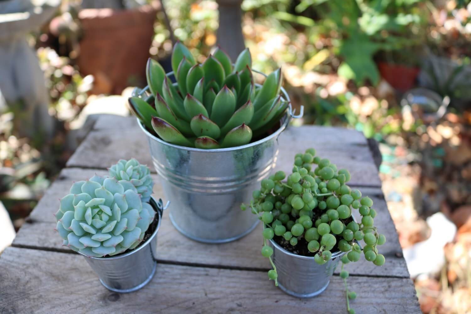 Metal Pails - Say It with Succulents bulk wholesale succulent prices at the succulent source - 9