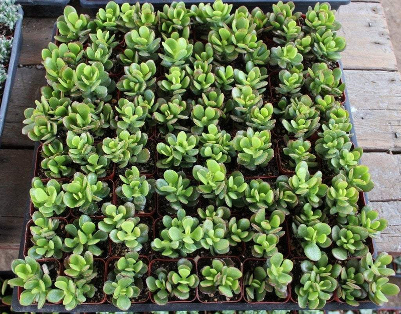 Mini Leaf Jade Plants - 9 Count bulk wholesale succulent prices at the succulent source - 1