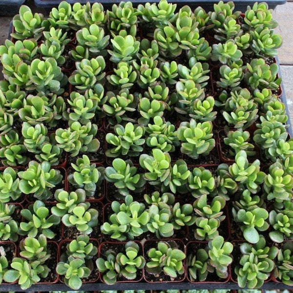 jade plants near me Mini Leaf Jade Plants