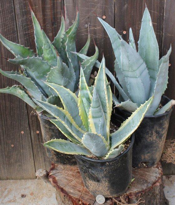 3 Agaves in 1 gallon containers FREE Shipping bulk wholesale succulent prices at the succulent source - 2
