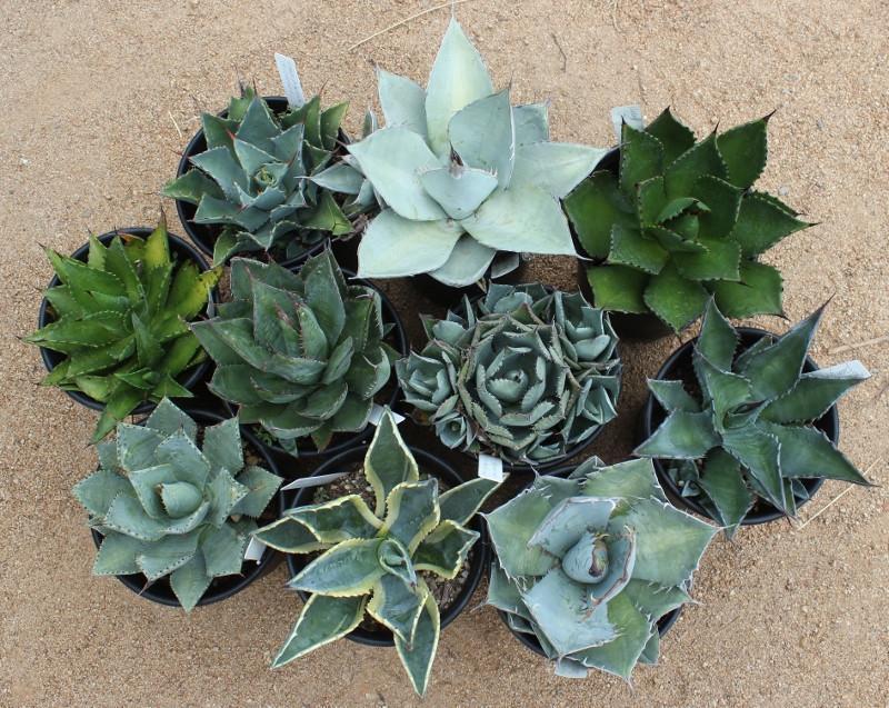 3 Agaves in 1 gallon containers FREE Shipping bulk wholesale succulent prices at the succulent source - 4