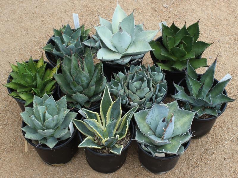 types of agave cactus Mixed Agaves in 1 gallon containers