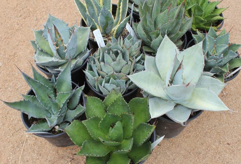 3 Agaves in 1 gallon containers FREE Shipping bulk wholesale succulent prices at the succulent source - 5