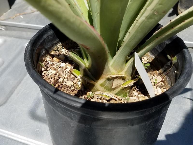 3 Agaves in 1 gallon containers FREE Shipping bulk wholesale succulent prices at the succulent source - 7