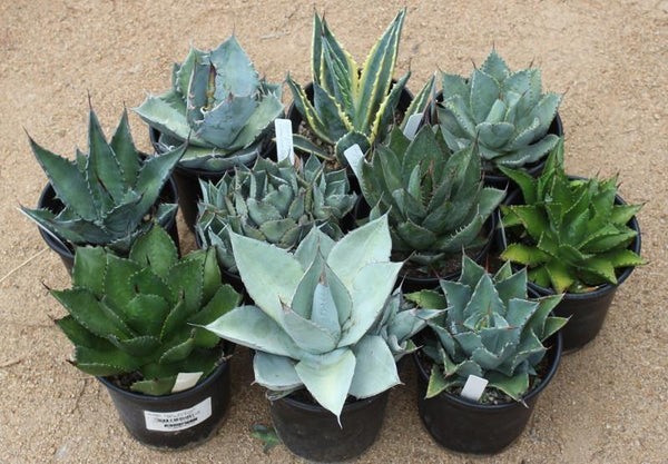 types of agave succulents Mixed Agaves in 1 gallon containers