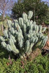 Myrtillocactus Geometrizans Cactus Cutting bulk wholesale succulent prices at the succulent source - 2