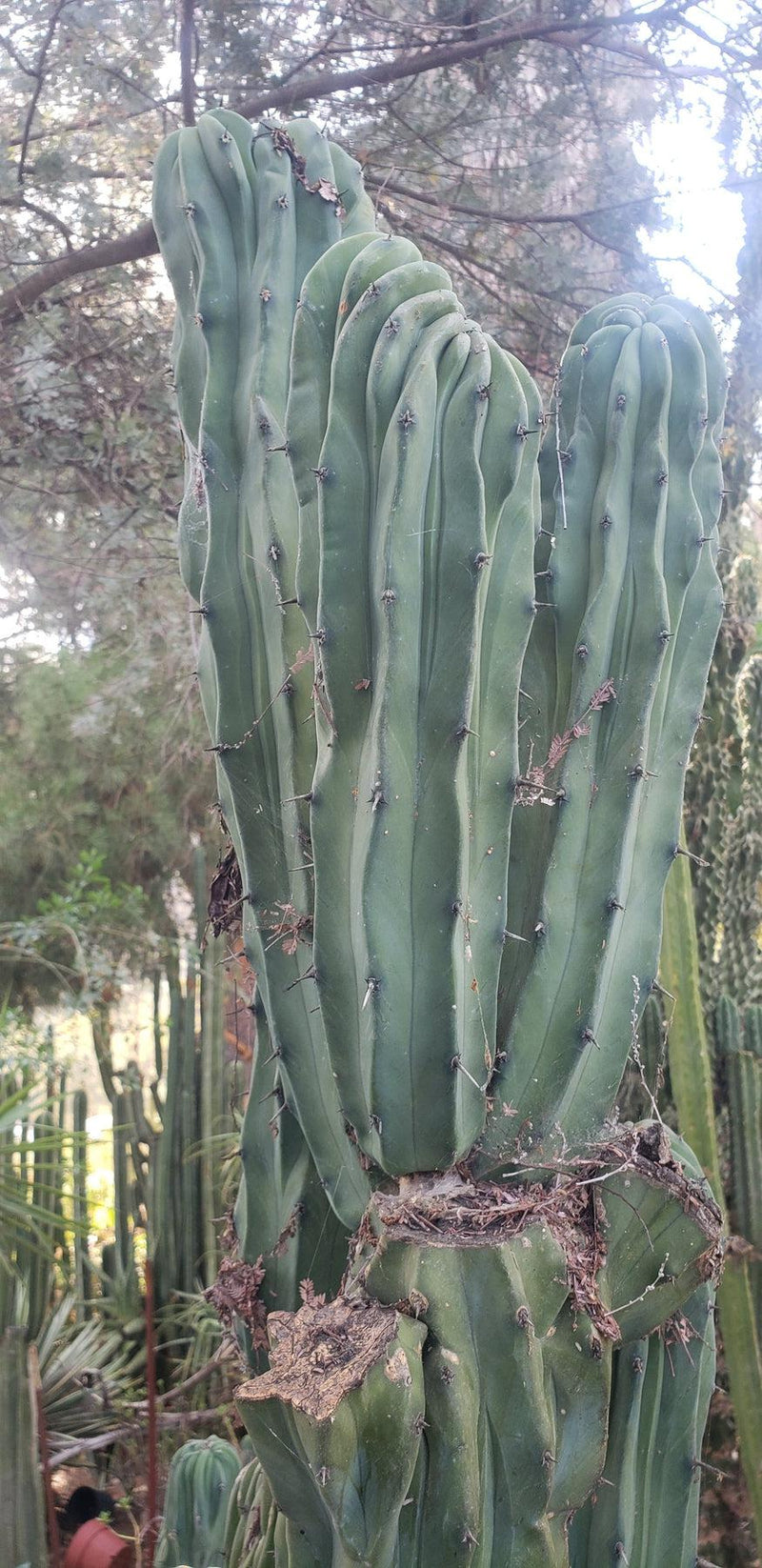 Myrtillocactus Geometrizans Monstrose Crested Cactus Cuttings & Potted-Cactus - Cutting-The Succulent Source