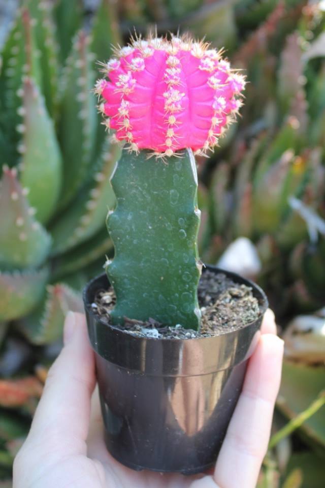 succulent that glows in the dark Neon Moon Glow Cactus by Justus