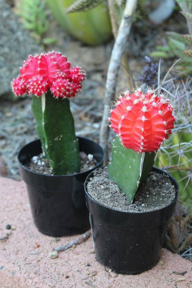 glow in the dark succulent plants Neon Moon Glow Cactus by Justus