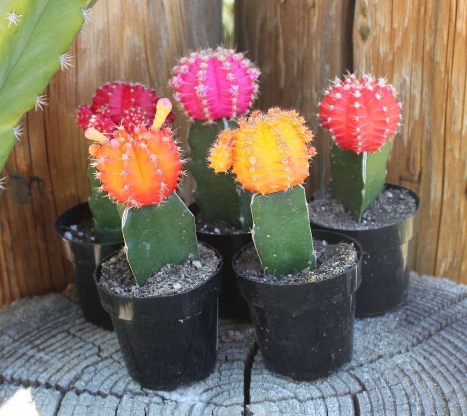 glow in the dark succulent Neon Moon Glow Cactus by Justus