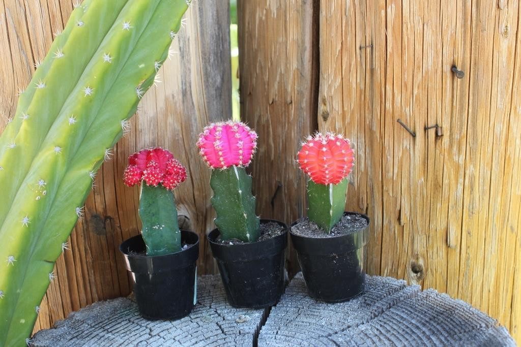 2.5" Glow Cactus bulk wholesale succulent prices at the succulent source - 1