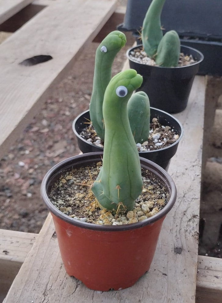 monster succulents Nessie our Loch Ness Monster **Limited Edition** TBM