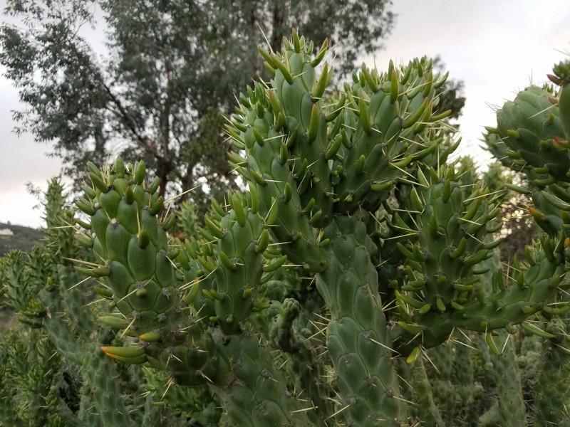 Opuntia Subulata Eve's Needles Cactus Cuttings approx 10-12" Cuttings-Cactus - Cutting-The Succulent Source