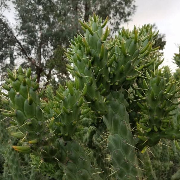 Opuntia Subulata Eve's Needles Cactus Cuttings approx 12