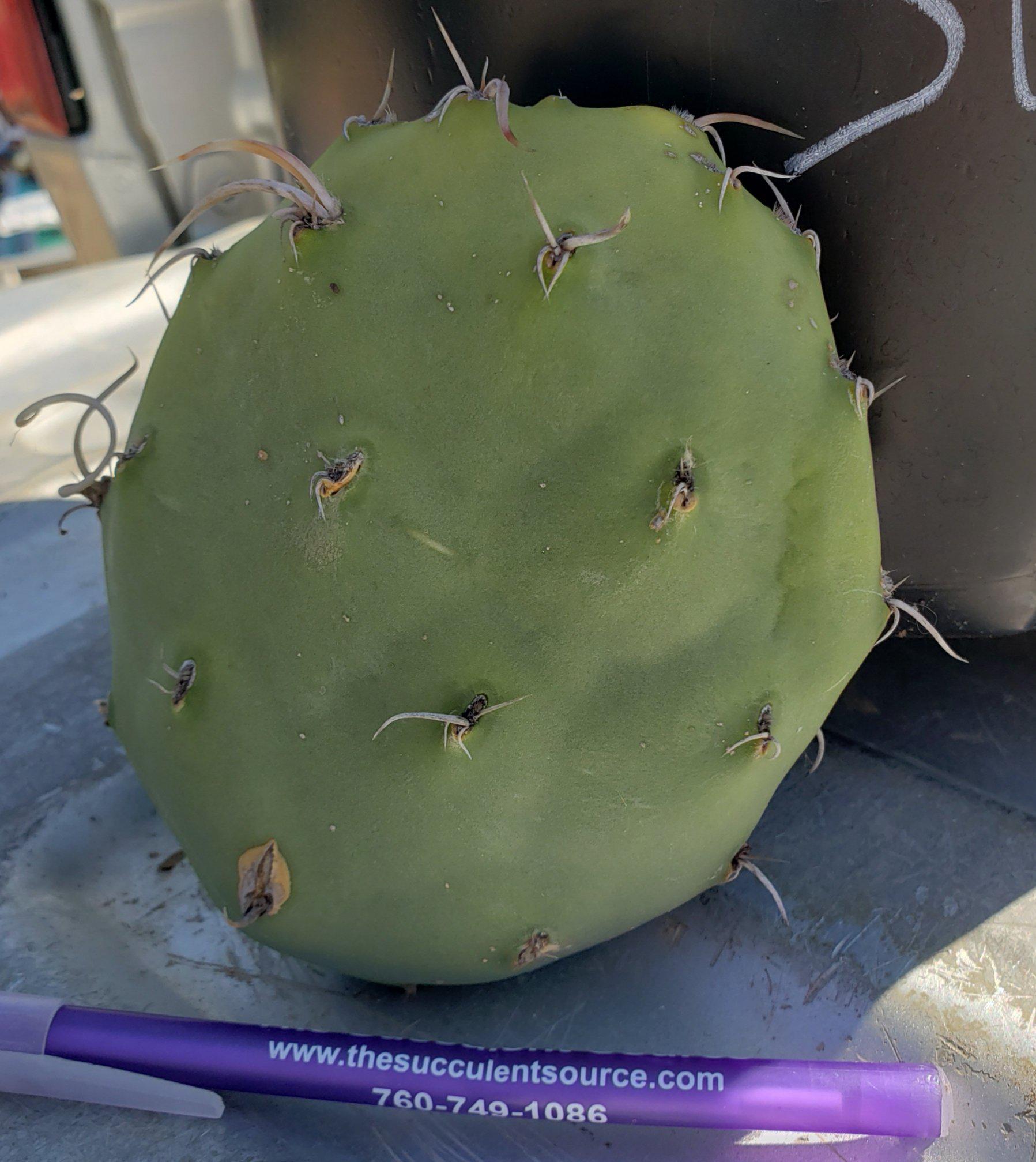 Opuntia Varieties aka Nopales Ornamental Cuttings-Cactus - Cutting-The Succulent Source