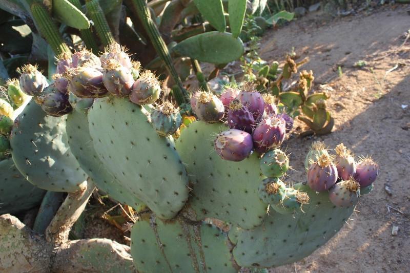 types of prickly cactus Opuntia Varieties aka Nopales Ornamental Cuttings