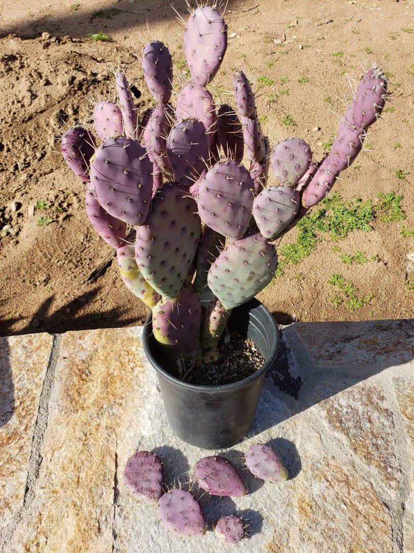 buy purple prickly pear cactus Opuntia Varieties aka Nopales Ornamental Cuttings