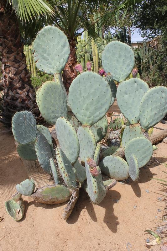 Opuntia aka Nopales Cuttings ****READ DESCRIPTION**** bulk wholesale succulent prices at the succulent source - 5