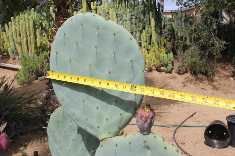 Opuntia aka Nopales Cuttings ****READ DESCRIPTION**** bulk wholesale succulent prices at the succulent source - 4