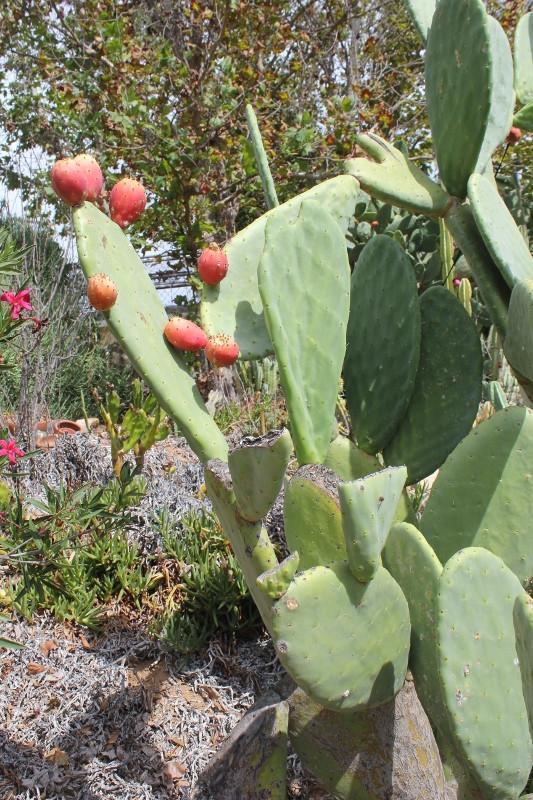 different types of opuntia cactus Opuntia Varieties aka Nopales Ornamental Cuttings