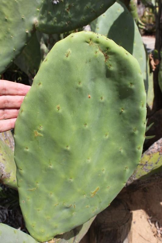 Opuntia aka Nopales Cuttings ****READ DESCRIPTION**** bulk wholesale succulent prices at the succulent source - 7