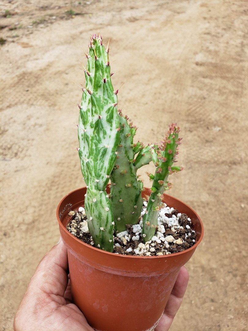 Opuntia aka Nopales Ornamental Cuttings-Cactus - Cutting-The Succulent Source