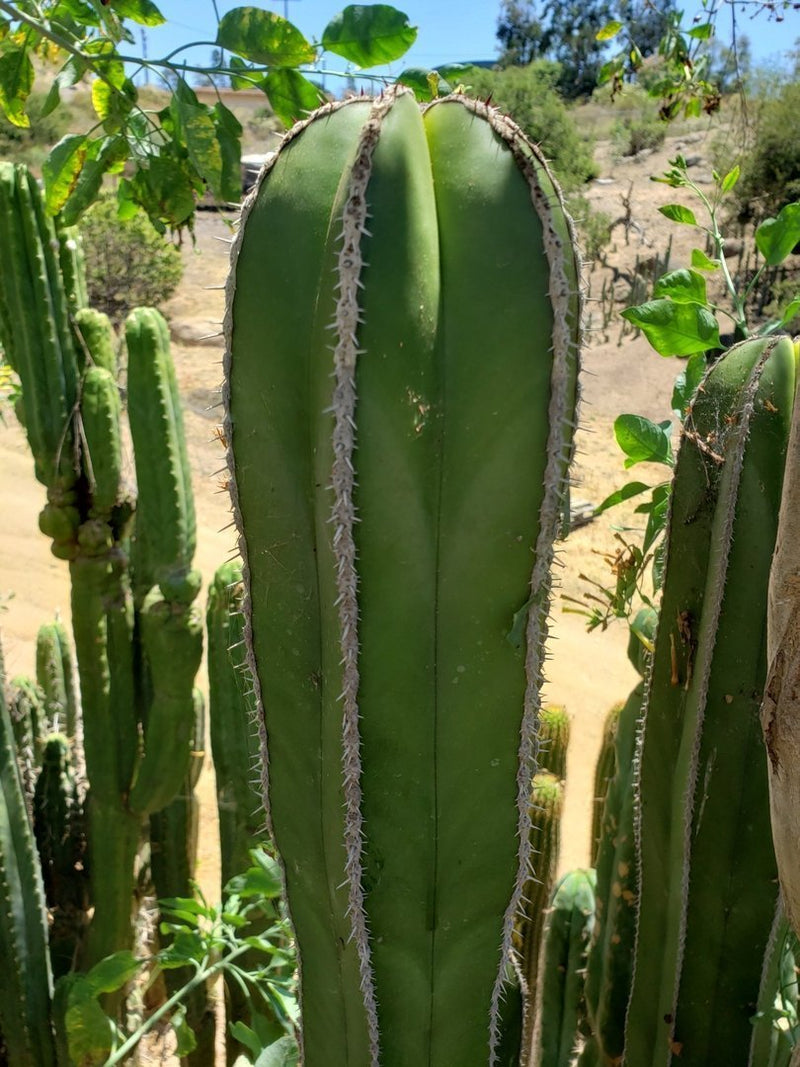 Pachycereus Marginatus Mexican Fence Post approx. 12" Ornamental Cactus Cutting-Cactus - Large - Exact-The Succulent Source
