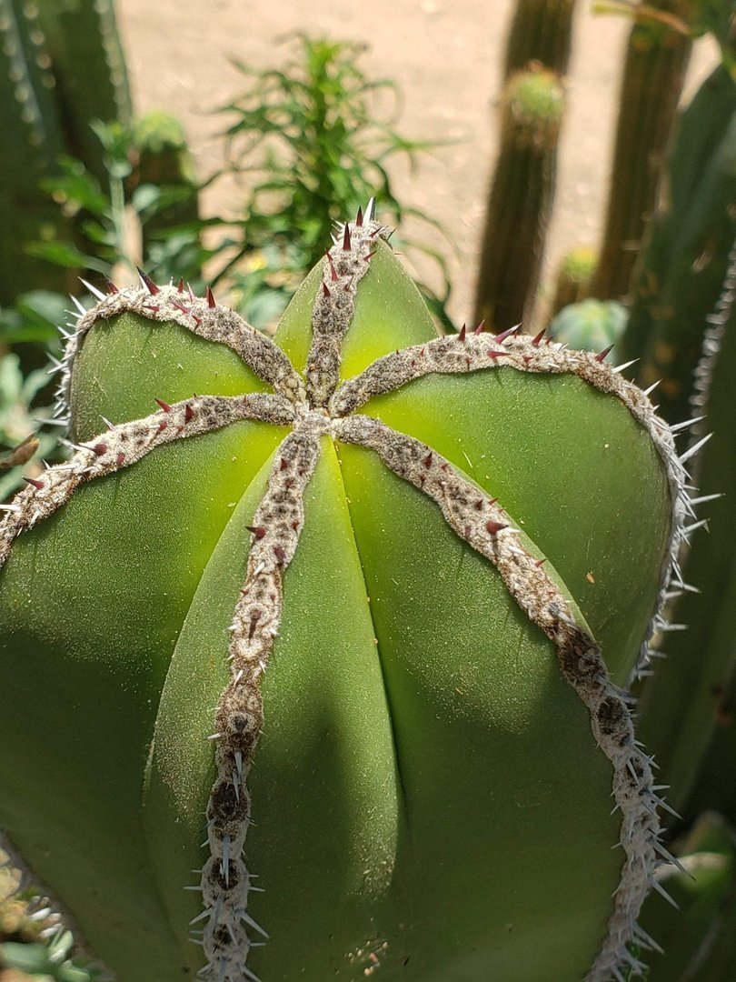 Pachycereus Marginatus Mexican Fence Post approx. 12" Ornamental Cactus Cutting-Cactus - Large - Exact-The Succulent Source