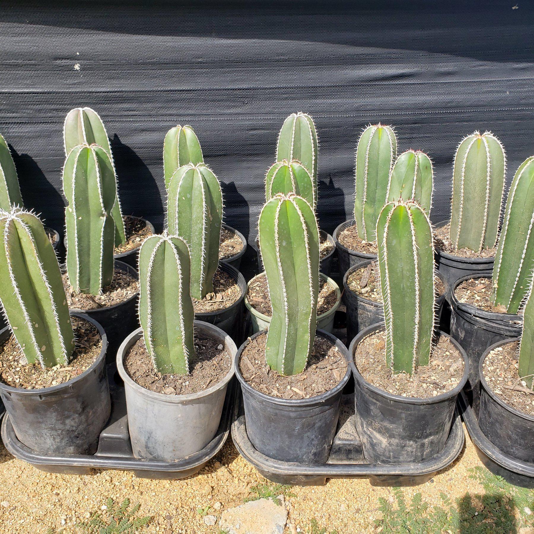 Pachycerus Marginatus Mexican Fence Post Cactus Potted and Cuttings-Cactus - Large - Exact-The Succulent Source
