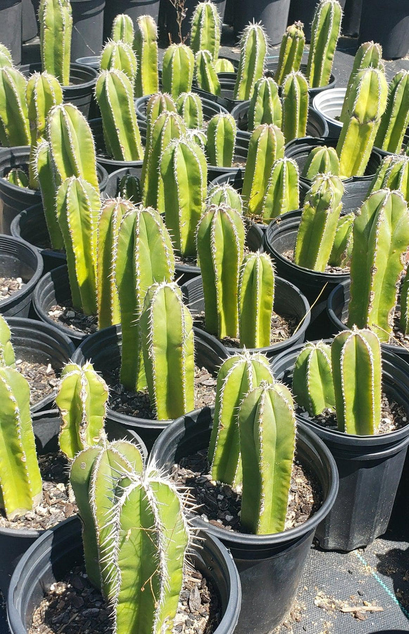 Pachycerus Marginatus Mexican Fence Post Cactus Potted and Cuttings-Cactus - Large - Exact-The Succulent Source