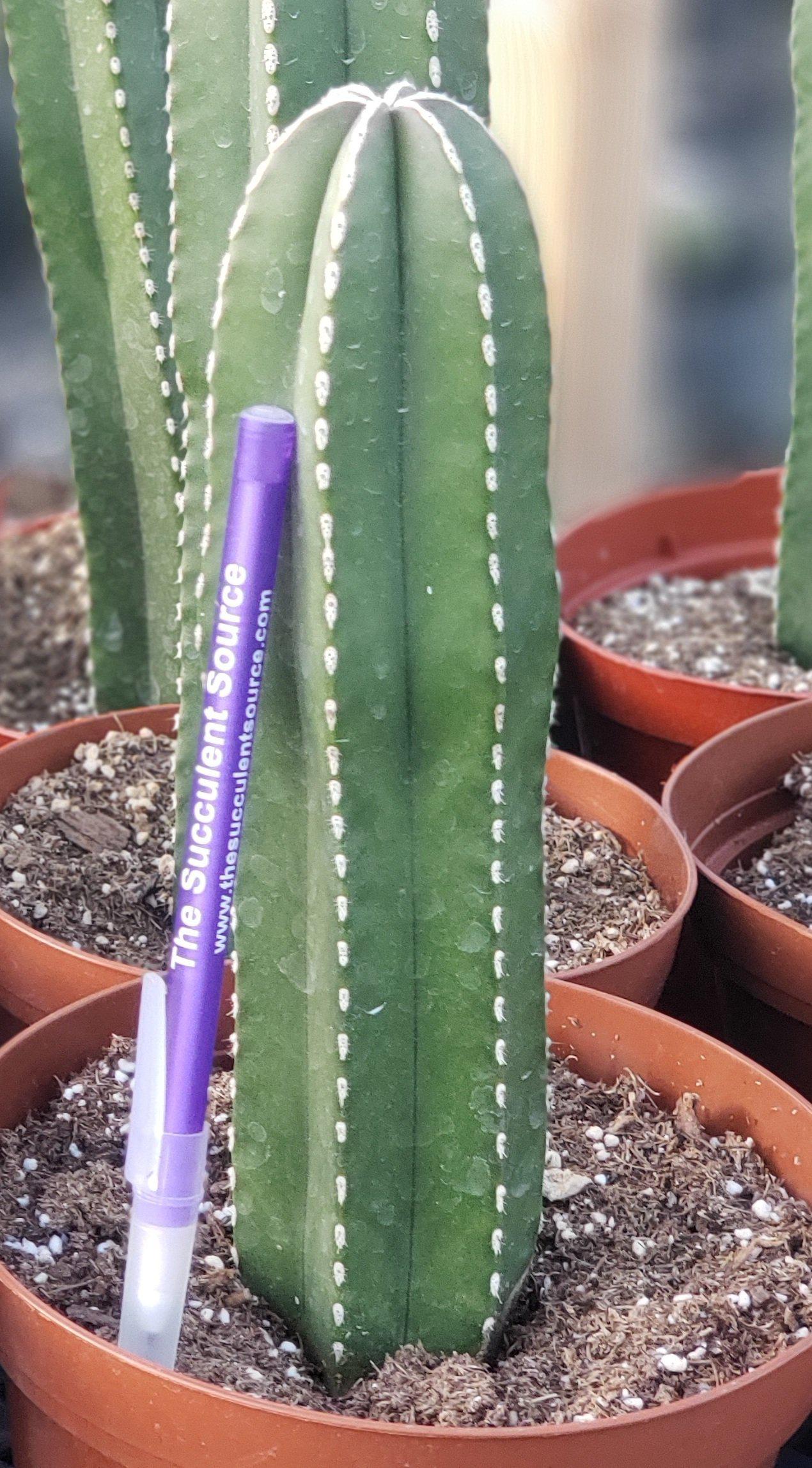 Pachycerus Marginatus Mexican Fence Post Cactus Potted and Cuttings-Cactus - Large - Exact-The Succulent Source