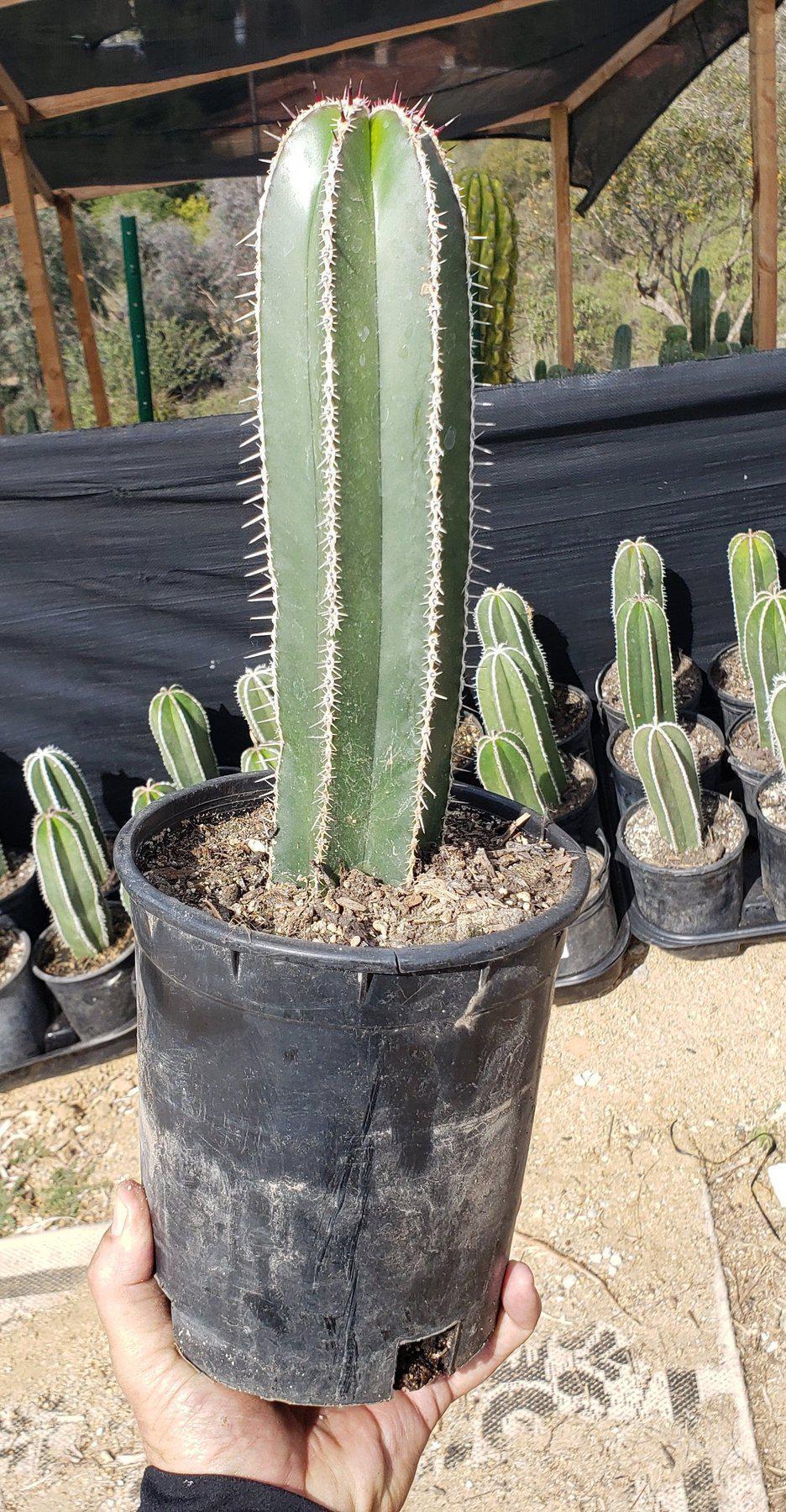 Pachycereus Marginatus Mexican Fence Post Cactus - Thumbnail 5