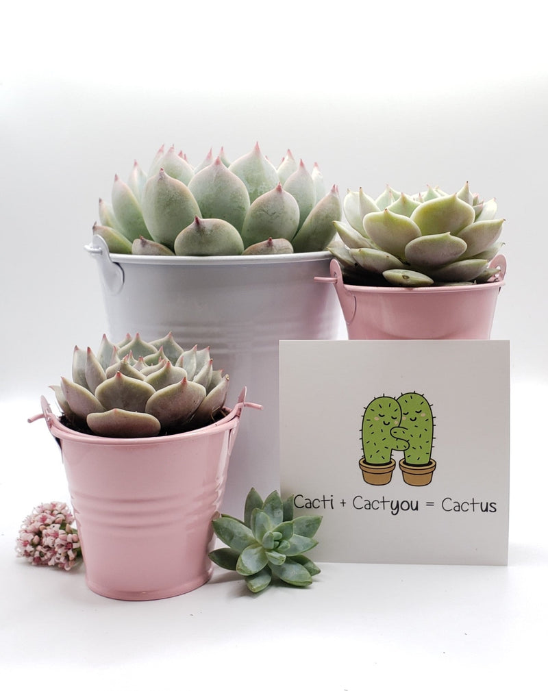 Say It With Succulents- Pastel Metal Pails with (1) 4" and (2) 2.5" assorted succulents- choose Your Card- FREE SHIPPING-SayIt-The Succulent Source
