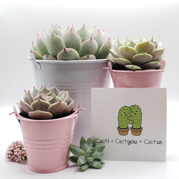 dig it succulent trio Pastel Trio