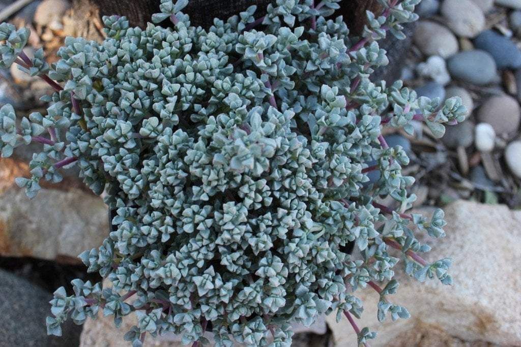 pink vygie succulent Pink Ice Plant / Sandstone Vygie Cuttings (10- 6-8” long)