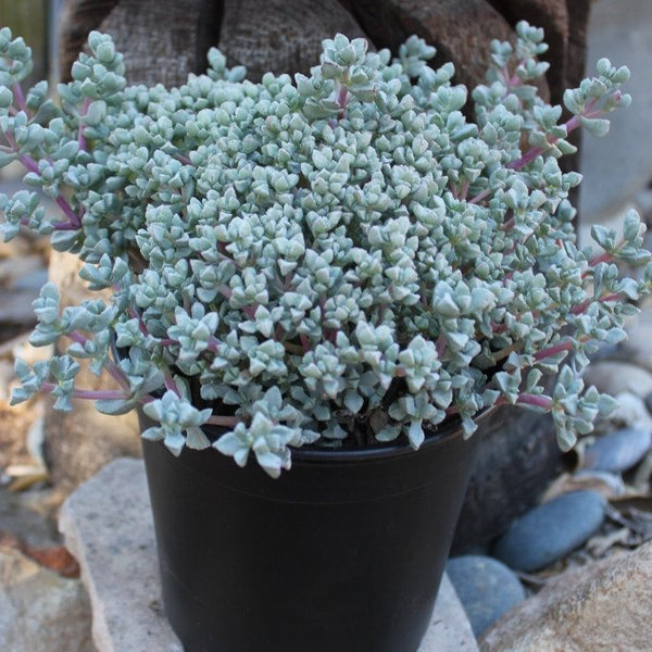 ice plant jade rock price Pink Ice Plant / Sandstone Vygie Cuttings (10- 6-8” long)