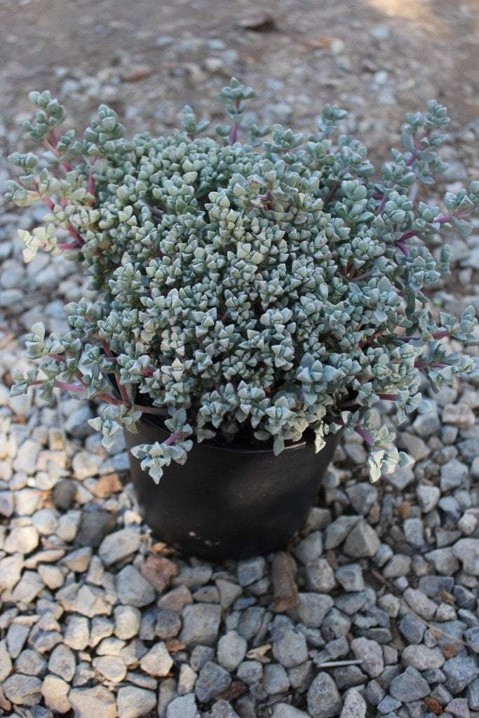 Pink Ice Plant / Sandstone Vygie bulk wholesale succulent prices at the succulent source - 2