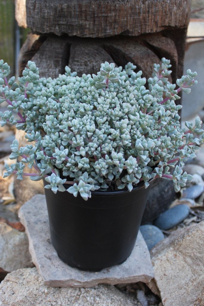 Pink Ice Plant / Sandstone Vygie bulk wholesale succulent prices at the succulent source - 1