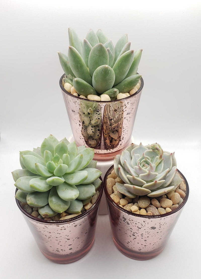 Pink Trio - Say It with Succulents-SayIt-The Succulent Source