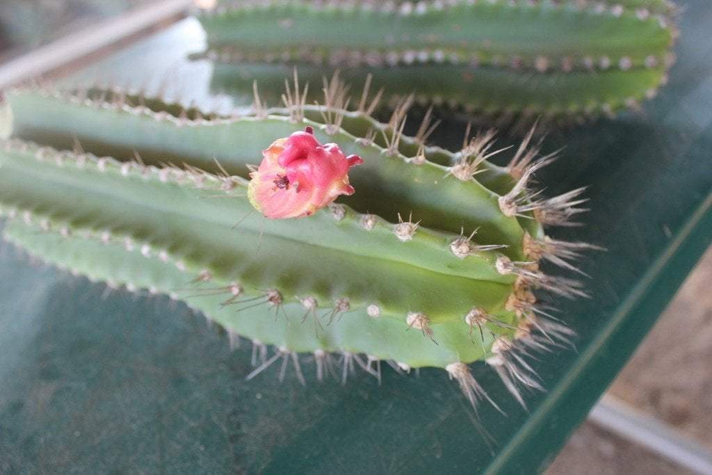 Polaskia chichipe Ornamental Cactus Cutting approx 12"-Cactus - Cutting-The Succulent Source