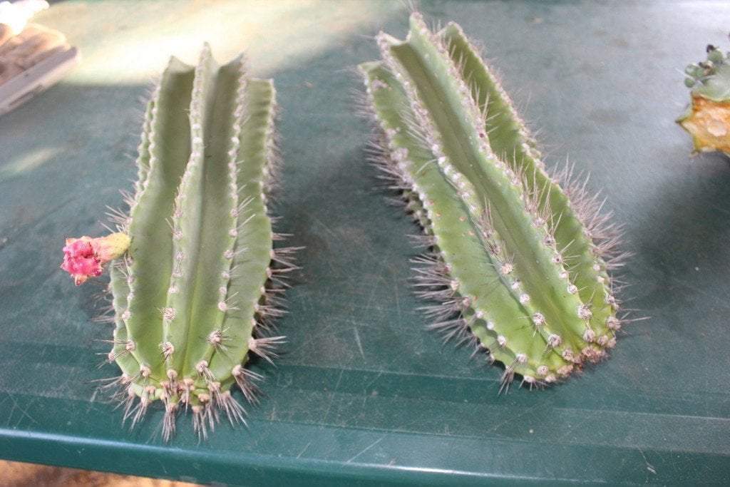 Peruvian Apple Cactus Cutting