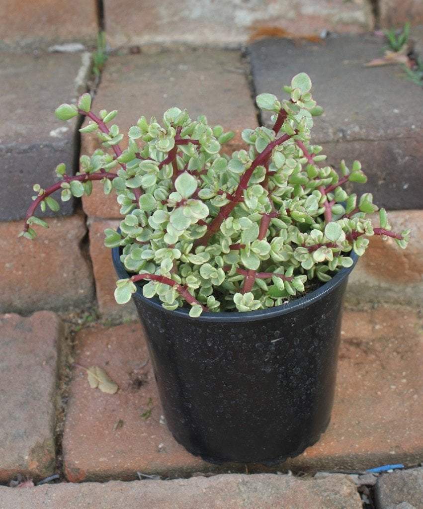 VARIEGATA Portulacaria afra Elephant Bush succulent - 1 Gallon bulk wholesale succulent prices at the succulent source - 1